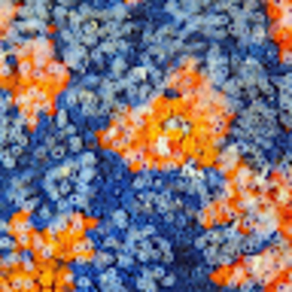 Meet your Posher, Ilia - Picture 1 of 1